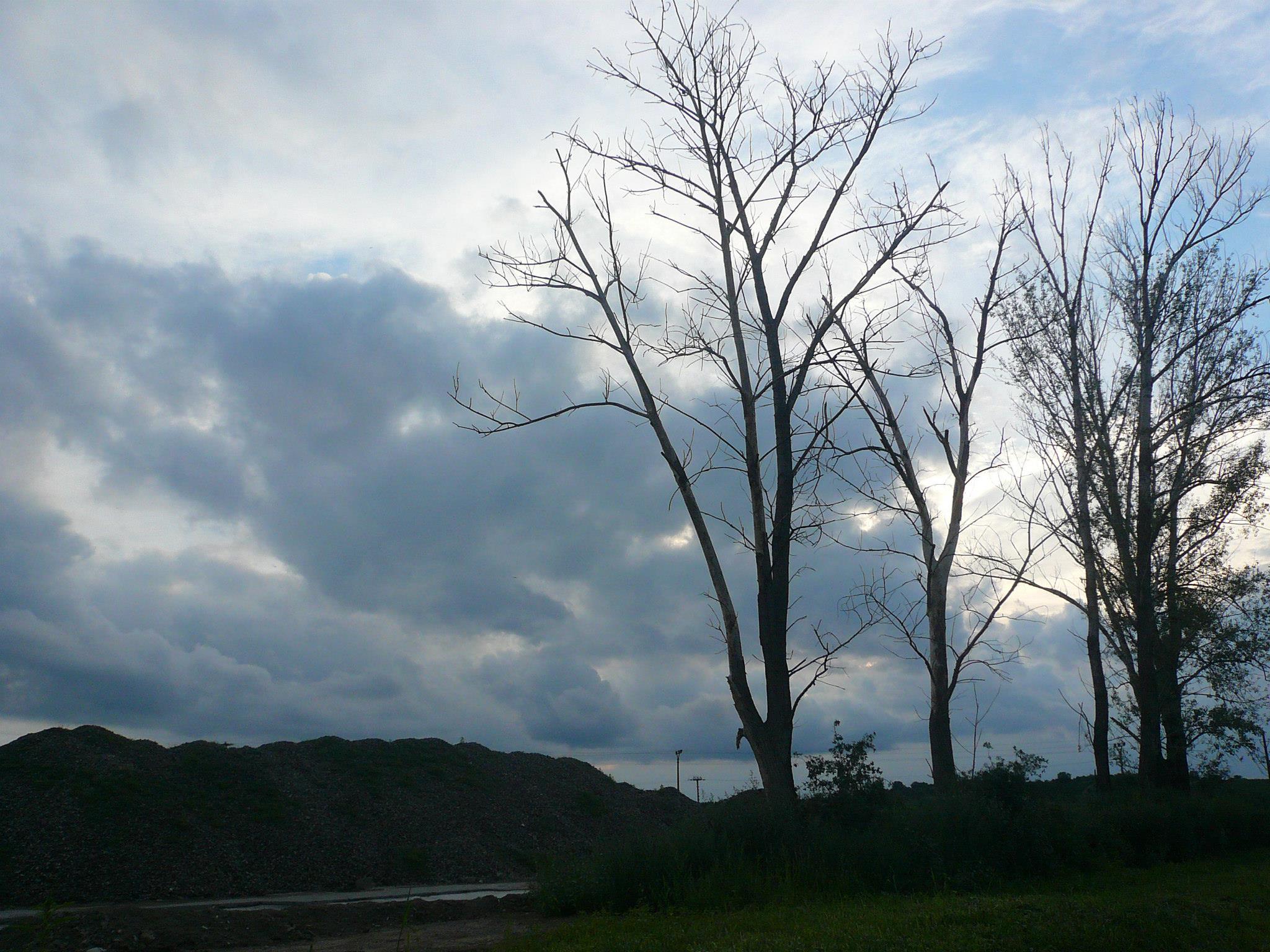 Dekontaminační plocha Genže - umírající otrávené stromy